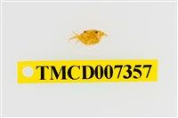 藏品(雙色澤蟹)的圖片